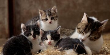 Silent and Snuggly: The Best Small Hypoallergenic Cats for Quiet Homes