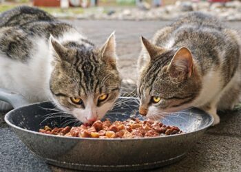 Purr-fectly Delicious: Vet-Approved Homemade Pumpkin Cat Treat Recipes