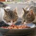 Purr-fectly Delicious: Vet-Approved Homemade Pumpkin Cat Treat Recipes