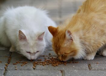 Cracking the Code: The Ultimate Guide to Finding the Best Cat Food for Picky Eaters in Large Breeds