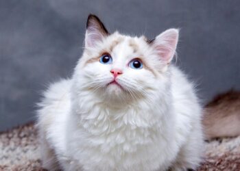 Top 10 Non-Shedding Apartment Cats: The Perfect Feline Roommates