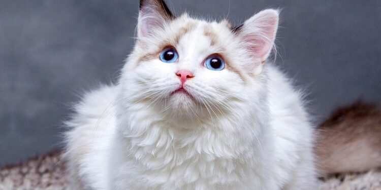 Top 10 Non-Shedding Apartment Cats: The Perfect Feline Roommates