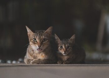 Petite and Perfect: Training Tips for Small Hypoallergenic Cats