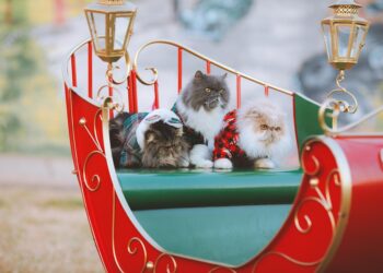 Feline Fashion: Purr-fect Dress for Your Stylish Cat!