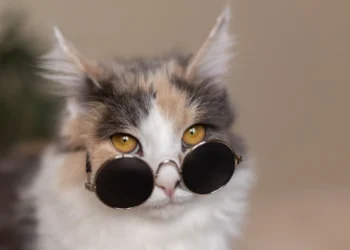 Purr-fect Playtime: The Best Cat Ball Toys for Endless Fun