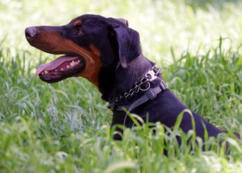 Unleash the Adventure: The Benefits of Using a Kitten Leash for Outdoor Exploration