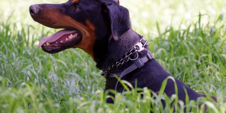 Unleash the Adventure: The Benefits of Using a Kitten Leash for Outdoor Exploration