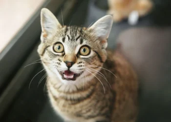 Feline Fun: The Ultimate Guide to Moving Cat Toys for Endless Entertainment!