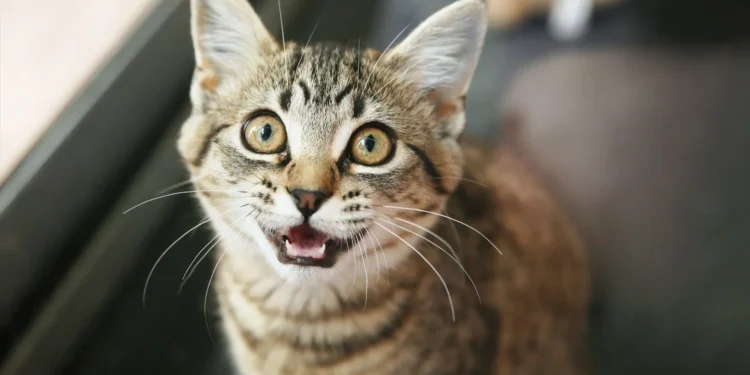 Feline Fun: The Ultimate Guide to Moving Cat Toys for Endless Entertainment!