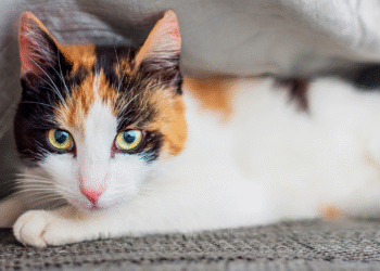 Playtime in the Great Outdoors: The Best Cat Toys for Outdoor Adventures