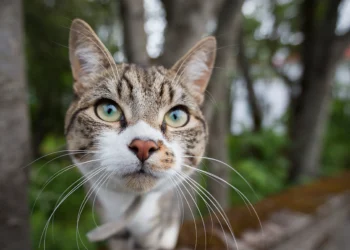 Purrfect Playtime: The Ball and Cat Connection