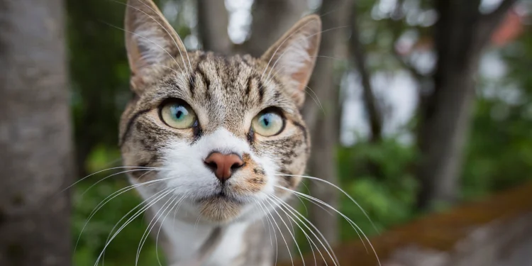 Purrfect Playtime: The Ball and Cat Connection