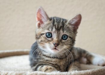 Purrfect Companions: Top Cat Breeds for Families with Kids