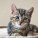 Purrfect Companions: Top Cat Breeds for Families with Kids