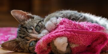 Fur-Free Feline Friends: The Best Apartment Cats That Won’t Shed