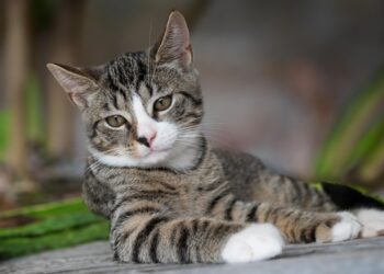 Feline Fashion: The Essential Cat Raincoat for Purr-fect Protection