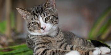 Feline Fashion: The Essential Cat Raincoat for Purr-fect Protection