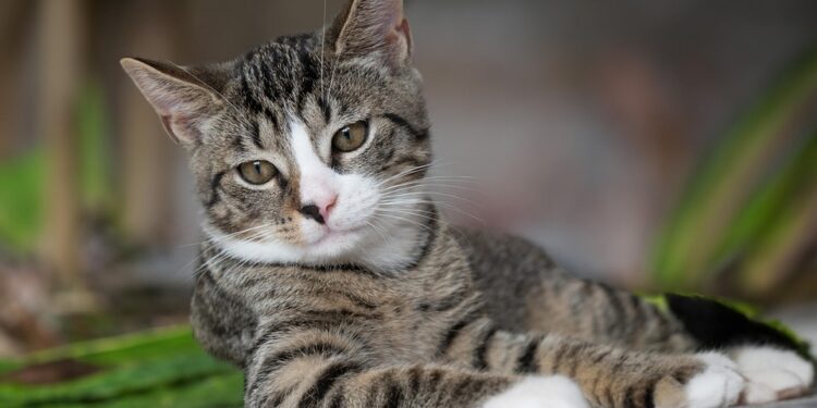 Feline Fashion: The Essential Cat Raincoat for Purr-fect Protection