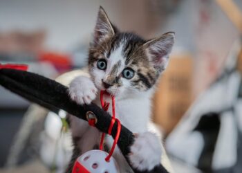 The Purr-fect Companions: Best Medium-Sized Apartment Cats for Your Home