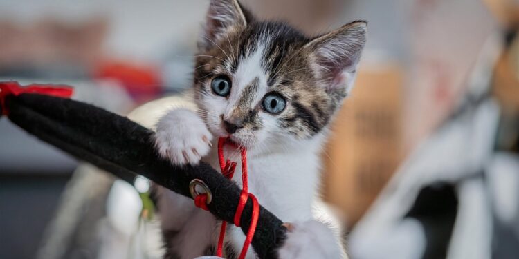 The Purr-fect Companions: Best Medium-Sized Apartment Cats for Your Home