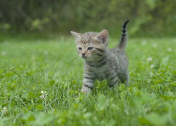 The Perfect Pet: Discovering the Joys of Small Hypoallergenic Cats