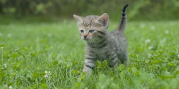 The Perfect Pet: Discovering the Joys of Small Hypoallergenic Cats