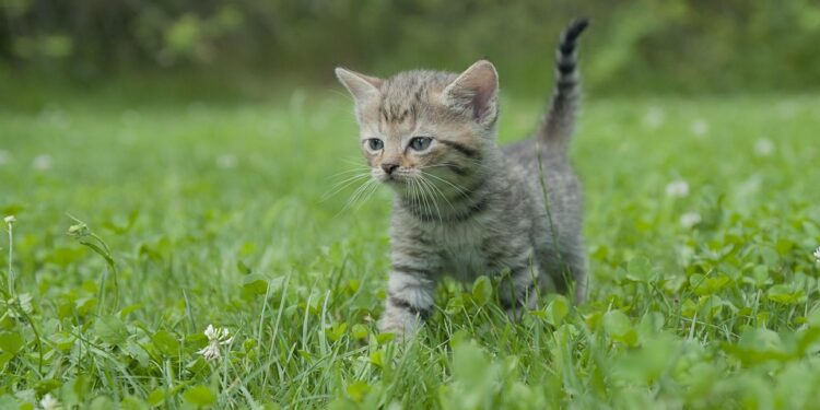 The Perfect Pet: Discovering the Joys of Small Hypoallergenic Cats