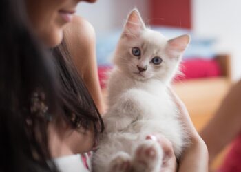 Purr-fectly Affectionate: The Top Cat Breeds for Loving and Loyal Companions