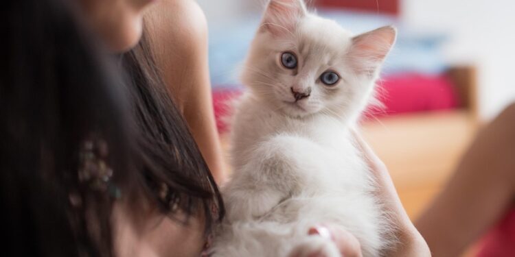 Purr-fectly Affectionate: The Top Cat Breeds for Loving and Loyal Companions