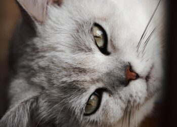 Feline Freedom: The Ultimate Slip Lead Leash for Happy Cats