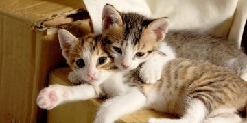 The Perfect Pet: Small Hypoallergenic Cats that are a Breeze to Train