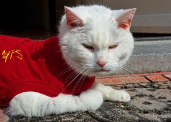 Feline Fashion: Stylish Coats for Cats