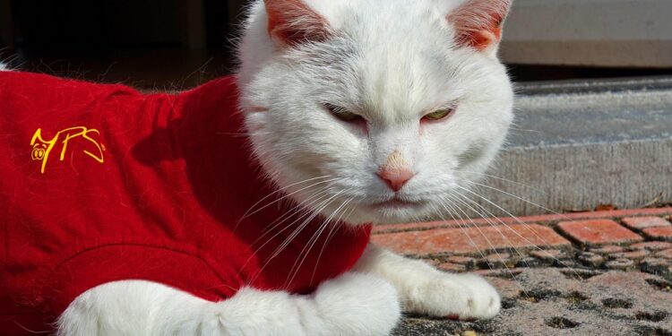 Feline Fashion: Stylish Coats for Cats