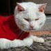 Feline Fashion: Stylish Coats for Cats