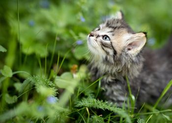 Mind Your Meow: A Comprehensive Guide to What Cats Can and Can’t Eat