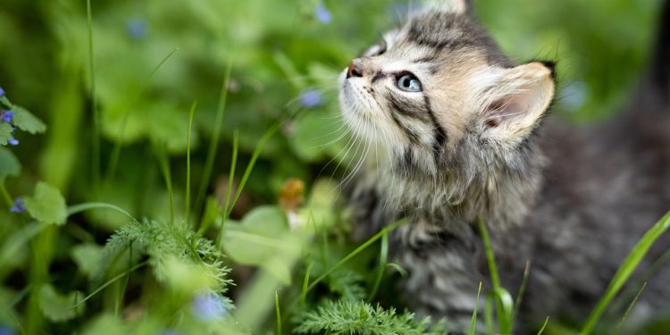 Mind Your Meow: A Comprehensive Guide to What Cats Can and Can’t Eat