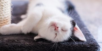 The Purrfect Petite: Exploring the Enchanting World of Small Cat Breeds