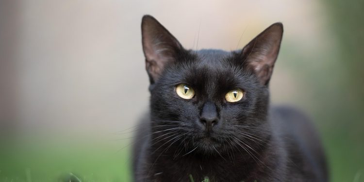 Feline Wellness: A Guide to Keeping Your Cat Happy and Healthy