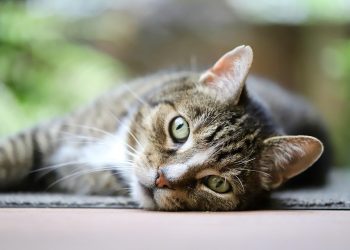 The Purr-fect Leader: How Cats Can Show Us the Way