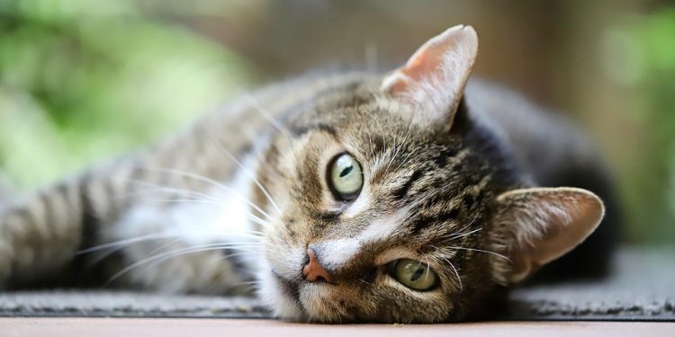 The Purr-fect Leader: How Cats Can Show Us the Way