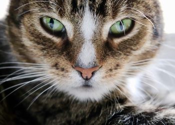 The Blueberry Secret to a Sweet-Smelling Cat: Why South Bark’s Facial Is a Game-Changer