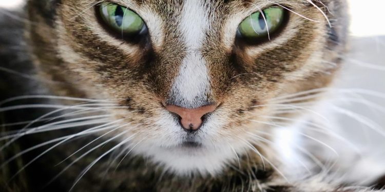 The Blueberry Secret to a Sweet-Smelling Cat: Why South Bark’s Facial Is a Game-Changer