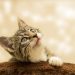 Feline Wellness: A Complete Guide to Keeping Your Cat Healthy and Happy