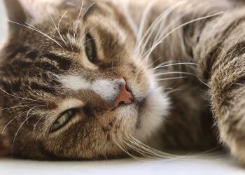 Top Picks for Medium-Sized Cats in Apartments