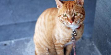 Unbreakable Bond: The Ultimate Heavy Duty Cat Leash