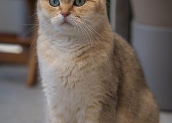 Top Picks for Medium-Sized Short-Haired Cat Breeds
