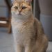 Top Picks for Medium-Sized Short-Haired Cat Breeds
