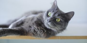 Ideal Indoor Felines: Top Cats for Apartments That Don't Shed