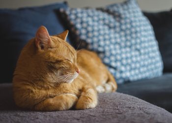 Safe Shared Snacks:What Cats and Humans Can Both Enjoy