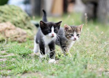 Quiet Companions: Exploring Small Hypoallergenic Cats That Keep the Silence
